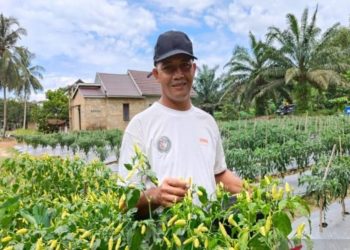 Kelompok Tani Sekar Rahayu, Distribusikan Sayur ke Seluruh Pasar Lokal di Tanah Bumbu