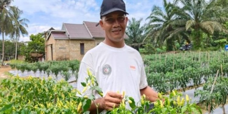 Kelompok Tani Sekar Rahayu, Distribusikan Sayur ke Seluruh Pasar Lokal di Tanah Bumbu
