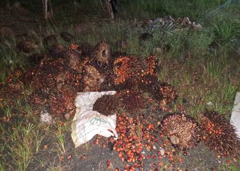 Pencurian Kelapa Sawit Dilaporkan Polsek Kusan Hulu