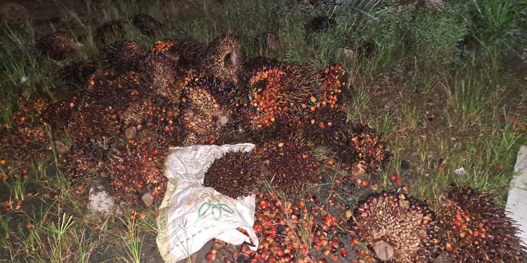 Pencurian Kelapa Sawit Dilaporkan Polsek Kusan Hulu