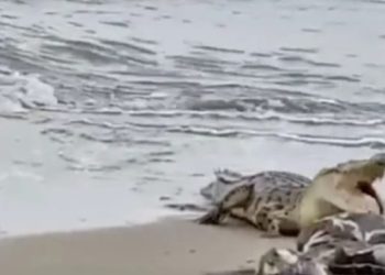 BKSDA Kalsel Awasi Seekor Buaya di Pantai Bunati Tanah Bumbu