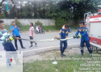 Dinas Satpol PP dan Damkar Tanah Bumbu Evakuasi Ular Piton Sepanjang Empat Meter di Desa Gunung Antasari