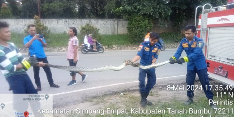 Dinas Satpol PP dan Damkar Tanah Bumbu Evakuasi Ular Piton Sepanjang Empat Meter di Desa Gunung Antasari