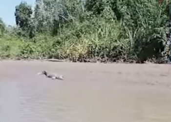 Teror Buaya di Banjarmasin Meluas Sampai ke Batola, Suasana Pinggiran Sungai pun Berubah