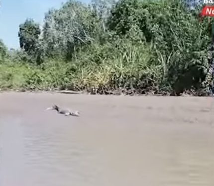 Teror Buaya di Banjarmasin Meluas Sampai ke Batola, Suasana Pinggiran Sungai pun Berubah
