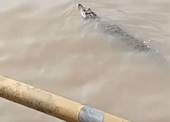 Teror Buaya Berlanjut? Setelah di Pelambuan, Dikabarkan Muncul Lagi di Kawasan Banjarmasin Selatan, Disini Tepatnya