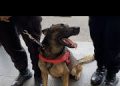 Pedagang Pasar Lama Banjarmasin Melogo, Polisi dan Anjing Pelacak Patroli di Antara Lapak Pedagang, Ada Apa