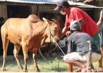 Jelang Idul Adha 1445 H, DKPP Tanah Bumbu Pastikan Ketersediaan Hewan Kurban
