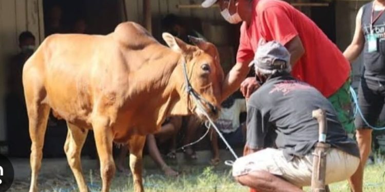 Jelang Idul Adha 1445 H, DKPP Tanah Bumbu Pastikan Ketersediaan Hewan Kurban