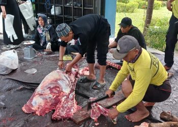 Petugas Kebersihan Kantor Bupati Tanah Bumbu Berkurban Delapan Ekor Sapi