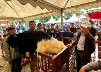 Kontes Kambing di Tanah Bumbu