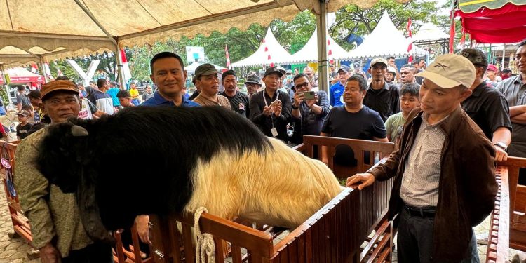 Kontes Kambing di Tanah Bumbu