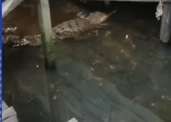 Teror Buaya di Alalak, Berkeliaran di Kolong Rumah, Warga Kembali Waswas