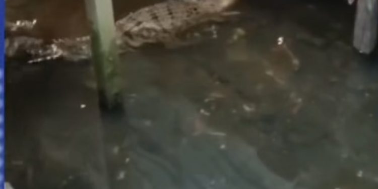 Teror Buaya di Alalak, Berkeliaran di Kolong Rumah, Warga Kembali Waswas