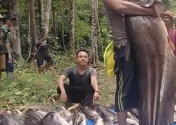 Dedengkot Ikan Sungai di Kalimantan Ditemukan Sebesar Manusia Berdiri, Nitizen Ngaku Ngeri Lihatnya