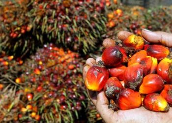 Sawit Primadona Komoditas Unggulan Tanaman Pangan di Tanah Bumbu
