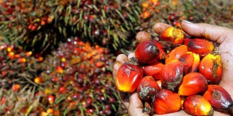 Sawit Primadona Komoditas Unggulan Tanaman Pangan di Tanah Bumbu