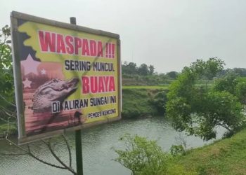 Gagal Menolong, Ramsiah pun Lunglai Menyaksikan Detik Tubuh Suaminya Diseret Buaya di Sungai
