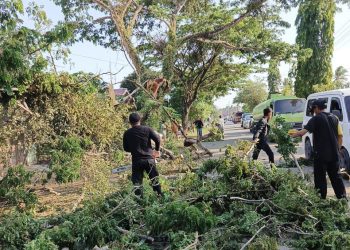 BPBD Tanah Bumbu Bergerak Cepat Tangani Pohon Tumbang