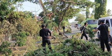 BPBD Tanah Bumbu Bergerak Cepat Tangani Pohon Tumbang