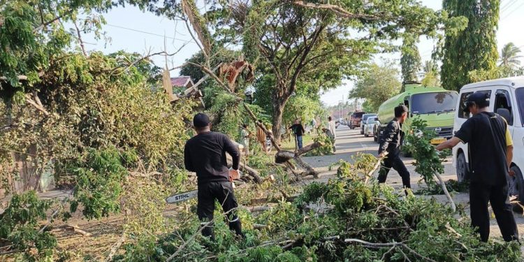 BPBD Tanah Bumbu Bergerak Cepat Tangani Pohon Tumbang