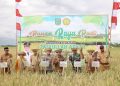 Bupati Zairullah Hadiri Panen Raya Padi di Desa Manurung