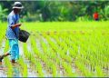 DKPP Tanah Bumbu Miliki Potensi Besar Dibidang Pertanian