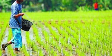 DKPP Tanah Bumbu Miliki Potensi Besar Dibidang Pertanian