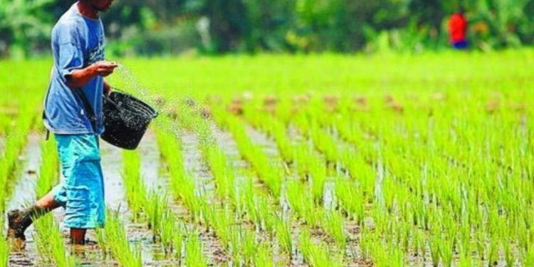 DKPP Tanah Bumbu Miliki Potensi Besar Dibidang Pertanian