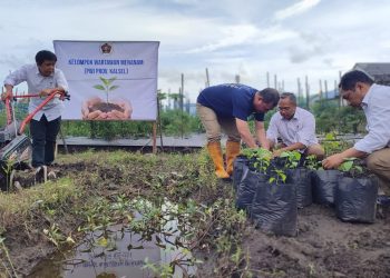 PWI Kalsel Luncurkan Kelompok Wartawan Menanam, Cabe Dijadikan Tanaman Utama di Kebun Wartawan