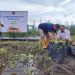 PWI Kalsel Luncurkan Kelompok Wartawan Menanam, Cabe Dijadikan Tanaman Utama di Kebun Wartawan