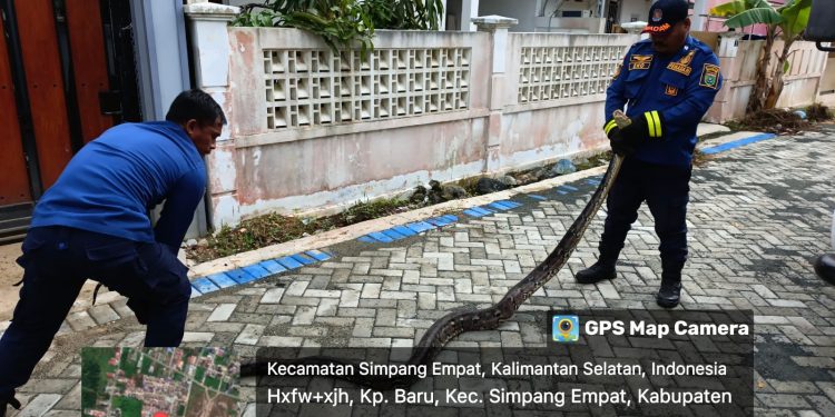 Petugas Damkar Tanah Bumbu Berhasil Evakuasi Ular Sanca