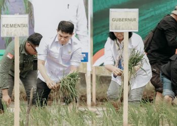 Tanam Padi Serentak Bersama Presiden, Kegiatan di Kalsel Dipusatkan di Tanbu dan Dipimpin Bupati Andi Rudi Latif
