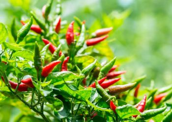 Pecah Rekor, Mahal Harga Cabe Rawit di Banjarmasin Paska-lebaran 2025