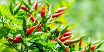 Pecah Rekor, Mahal Harga Cabe Rawit di Banjarmasin Paska-lebaran 2025