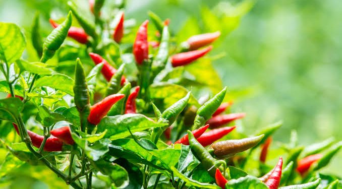 Pecah Rekor, Mahal Harga Cabe Rawit di Banjarmasin Paska-lebaran 2025