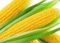 Giliran Jagung, Harga di Banjarmasin Naik 100 Persen