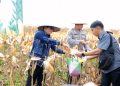 Bupati Andi Rudi Latif Panen Raya Jagung Serentak Nasional: Dukung Swasembada Pangan