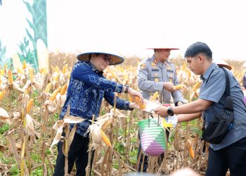 Bupati Andi Rudi Latif Panen Raya Jagung Serentak Nasional: Dukung Swasembada Pangan