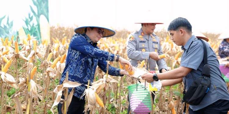 Bupati Andi Rudi Latif Panen Raya Jagung Serentak Nasional: Dukung Swasembada Pangan