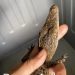 Warga Tangkap Anakan Buaya di Sungai Banjarmasin, Induknya Masih Berkeliaran