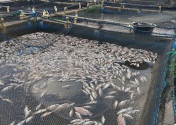Paska-viral Ikan Mati Masal di Sungai Barito, Muncul Hasil Sempel Air yang Bikin Cemas