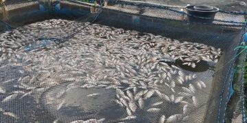 Paska-viral Ikan Mati Masal di Sungai Barito, Muncul Hasil Sempel Air yang Bikin Cemas