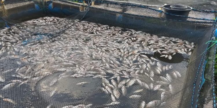 Paska-viral Ikan Mati Masal di Sungai Barito, Muncul Hasil Sempel Air yang Bikin Cemas