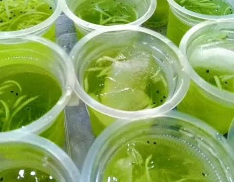 Harga Es Batu pun Gercep Meroket